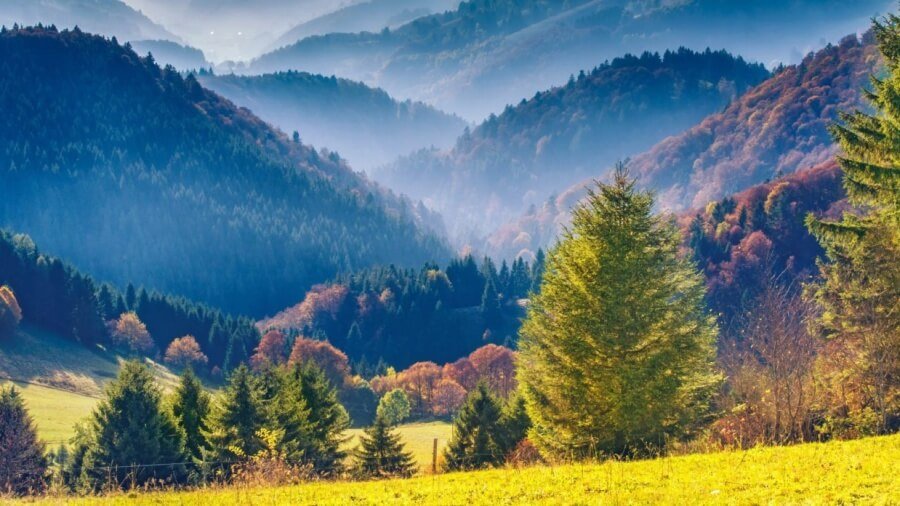 Schwarzwald 1500x696 Cropped (1)
